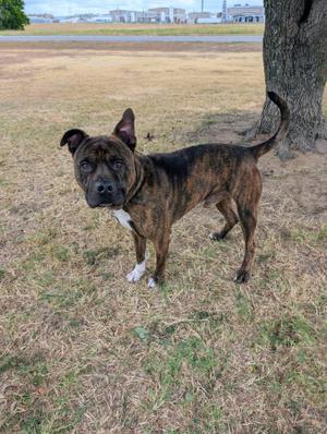 A brindle dog with a white chest and paws standing on dry grass near a tree.