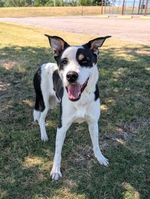 Baxter, Labrador Retriever / Border Collie, adult, available for adoption