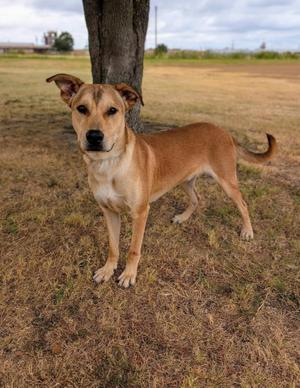 A brown and white dog standing in a grassy field with a tree trunk in the background.
