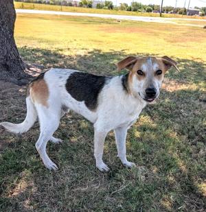 Brooks, Treeing Walker Coonhound, young, available for adoption