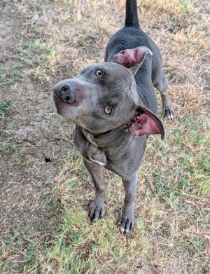 A gray pit bull terrier standing on a patch of dry grass, looking up with its ears perked and eyes wide.