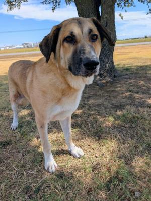 Blanche, Anatolian Shepherd, adult, available for adoption