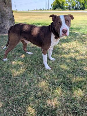 A brown and white dog standing on grass with a tree in the background.