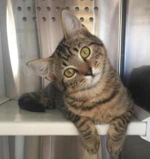 Cleburne Animal Shelter