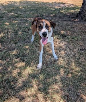 A brown and white dog with a black nose and floppy ears is standing on a grassy area, looking up with its tongue out.