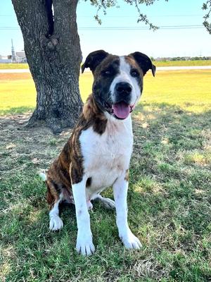 Charlie, Boxer, adult, available for adoption