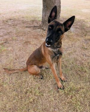 A Belgian Malinois dog sitting on grass with its ears perked up and tongue out.