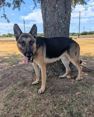 Delgado, German Shepherd Dog, adult, available for adoption