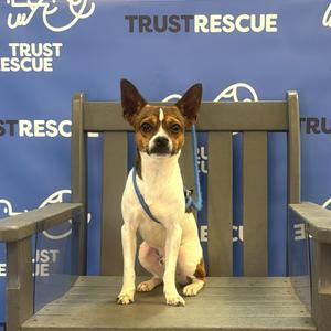 A small dog with a white and brown coat sitting on a wooden bench in front of a blue background with the words "TRUST RESCUE" printed on it.