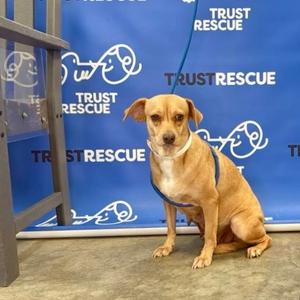 HONEY MAE, Terrier, young, available for adoption