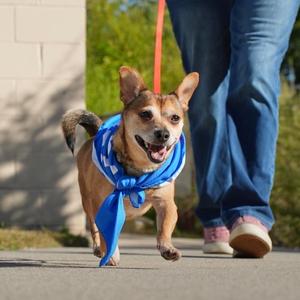 BUBBLES, Terrier, adult, available for adoption