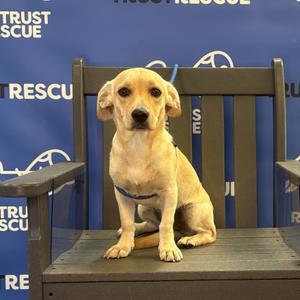 A light-colored dog sitting on a wooden bench in front of a blue backdrop with the words "RESCUE" and "TRUST" visible.