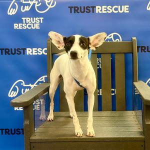 LARK, Chihuahua, young, available for adoption