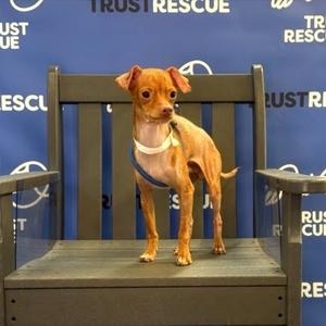 SKITTLES, Chihuahua, young, available for adoption