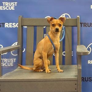 A small brown dog sitting on a wooden bench with a blue leash, in front of a blue backdrop with the words "TRUST RESCUE".