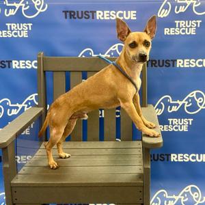 LINDSOR, Terrier, young, available for adoption