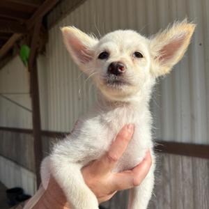 BANGLE, Terrier, young, available for adoption