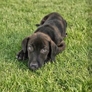 A black puppy lying on a grassy field.