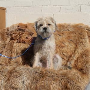 ALISTAIR, Terrier, young, available for adoption