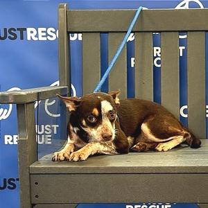 SMORES, Terrier, young, available for adoption