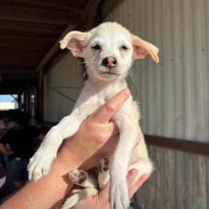 SIMON, Terrier, young, available for adoption