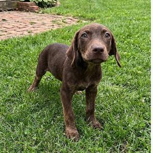Jeter, Retriever, Labrador, young, available for adoption
