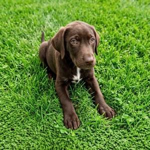 RIVEN, Retriever, Labrador, young, available for adoption