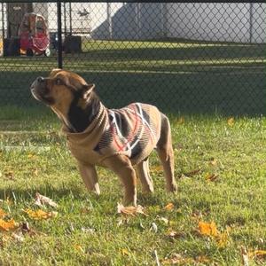 BEAUREGARD BUTTERBEAN, Terrier, adult, available for adoption