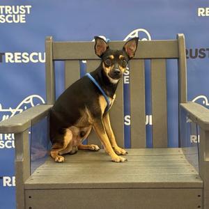 A small black and tan dog sitting on a wooden bench in front of a blue background with the words "RESCUE" and "TRUST" visible.