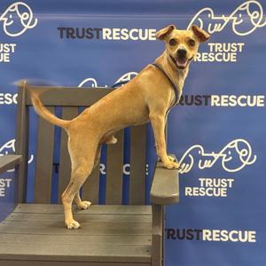 A brown dog standing on a wooden chair with its front paws on the backrest, against a blue backdrop with "Trust Rescue" written on it.
