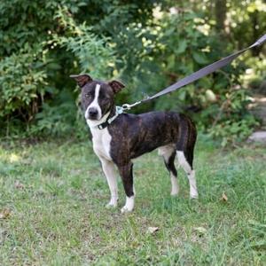 POWDER, Terrier, young, available for adoption