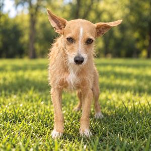 A small brown dog with perked ears standing on a grassy field.