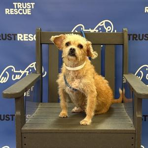 A small, scruffy dog with a light brown coat is sitting on a wooden chair. The dog is wearing a blue harness and has a white collar. The background is a blue wall with the words "Trust Rescue" and a logo of a dog.