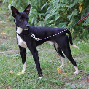 black and white dog standing on grass