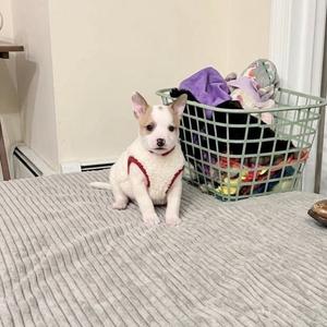 a small white puppy with pink ears and a red harness sitting on a bed next to a laundry basket