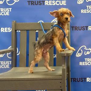 A small dog standing on a wooden bench, wearing a blue harness, with a blue background featuring the Trust Rescue logo.
