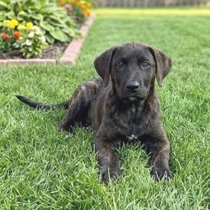 BOWIE, Retriever, Labrador, young, available for adoption