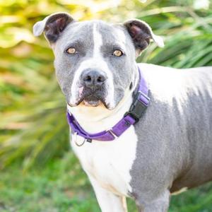 *CHANCE, Pit Bull Terrier, adult, available for adoption