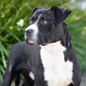 *ANTONIO, Boxer / Pit Bull Terrier, adult, available for adoption