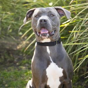 *ASTRA, Pit Bull Terrier, adult, available for adoption
