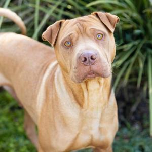 *BOND, Chinese Shar-Pei, adult, available for adoption