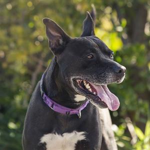 *CHERRITO, Pit Bull Terrier, adult, available for adoption