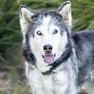 *BLINKY, Husky, senior, available for adoption