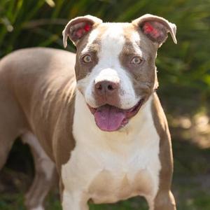 *BARBIE, Pit Bull Terrier, adult, available for adoption