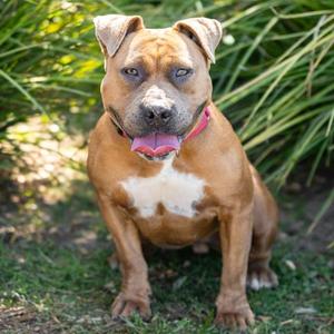 *CHIPOTLE, Pit Bull Terrier, adult, available for adoption