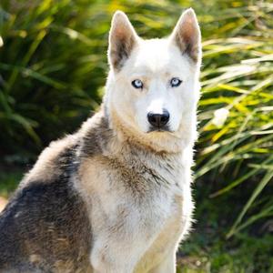 *BABY, Husky, adult, available for adoption