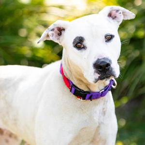 *BAMBEE, Pit Bull Terrier, adult, available for adoption