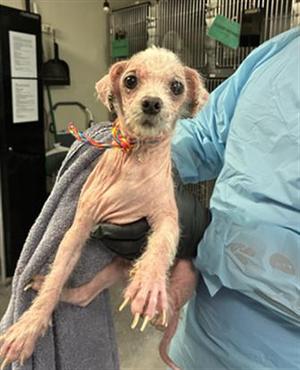 *BINGO, Poodle (Miniature), adult, available for adoption