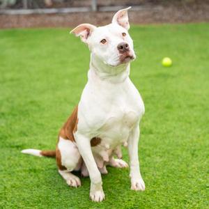 *BONNIE, Pit Bull Terrier, adult, available for adoption