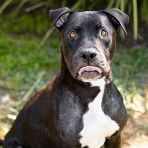 *BETTY BOOP, Pit Bull Terrier, adult, available for adoption
